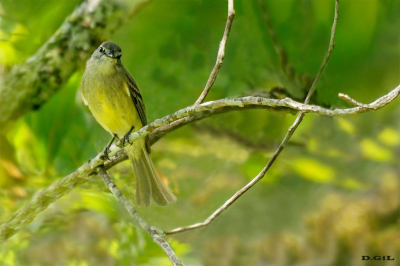 PIOLINHO (Phyllomyias fasciatus)
